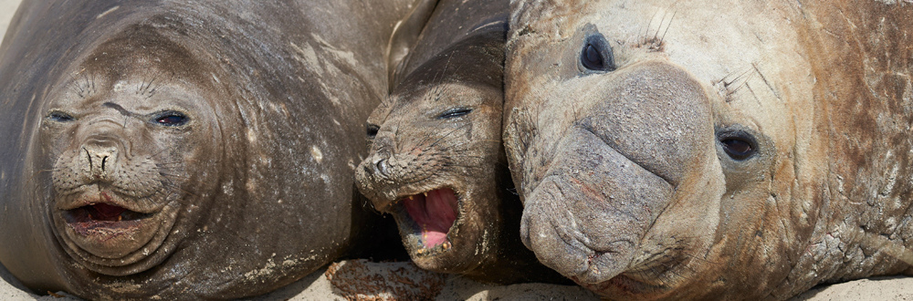 ELEPHANT SEAL Mirounga leonina